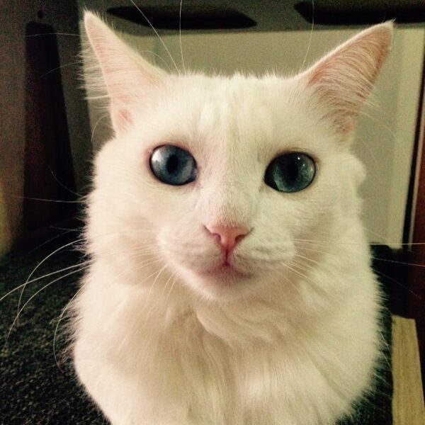 Gato de Rua